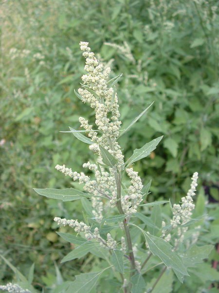 Tập_tin:Chenopodium_album01.jpg