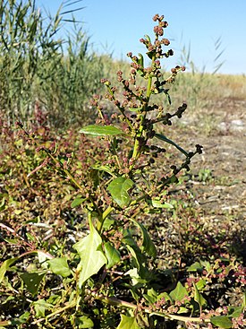 Оксибазис маревидный (Oxybasis chenopodioides), Подерсдорф-ам-Зе