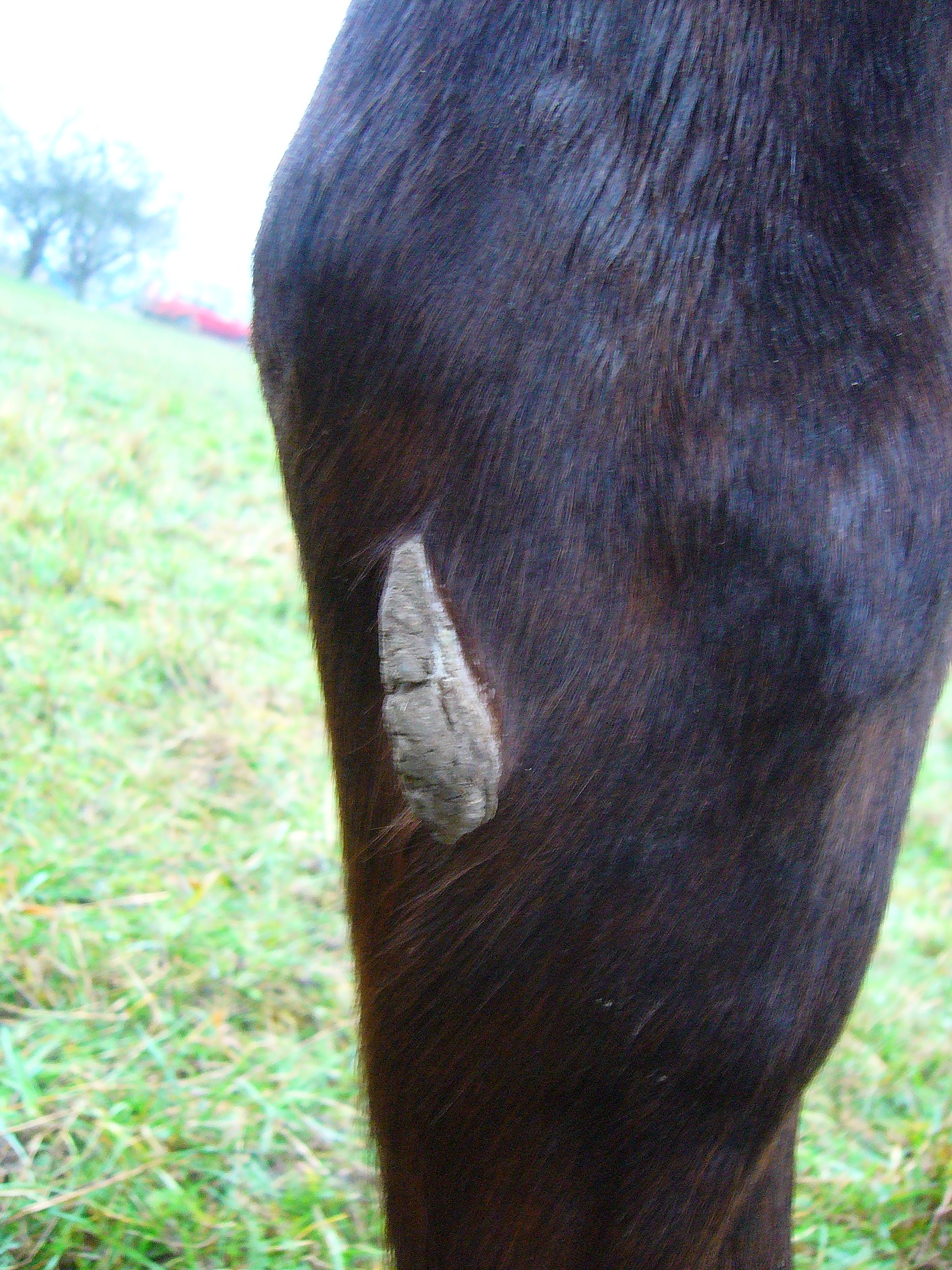 chestnut horses