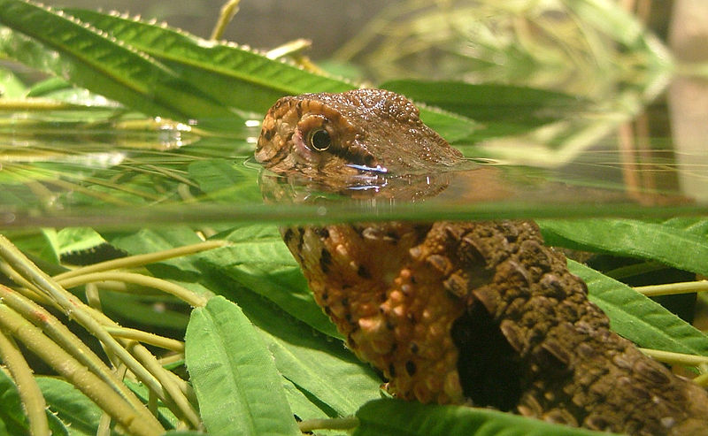 File:Chinese-crocodile-lizard.jpg