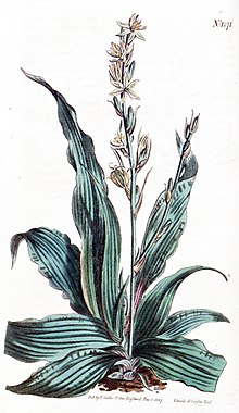 Chlorophytum inornatum rev.jpg