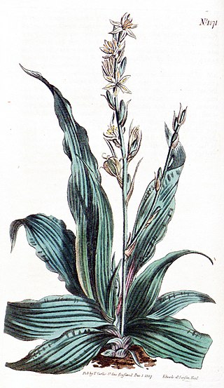 <i>Chlorophytum inornatum</i> Species of flowering plant
