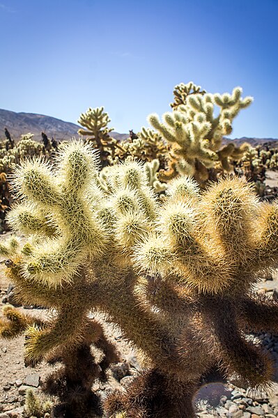 File:Cholla Cholla Hey (30235389718).jpg