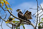 Thumbnail for Hook-billed kite