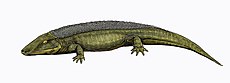 Chroniosuchus, рання рептиліоморфа