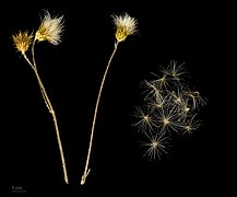 Cirsium monspessulanum seeds