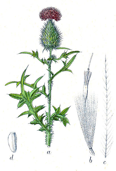 File:Cirsium vulgare Sturm1.jpg