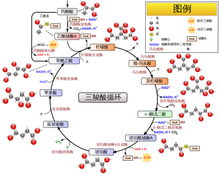 File:Citric acid cycle with aconitate 2 zh-hans.svg