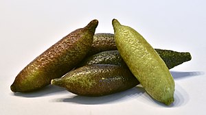 Citrus australasica - Australian finger lime - 5155.jpg