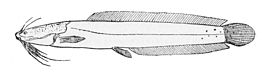 Clarias camerunensis