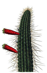 Cleistocactus smaragdiflorus