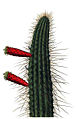 Cleistocactus smaragdiflorus