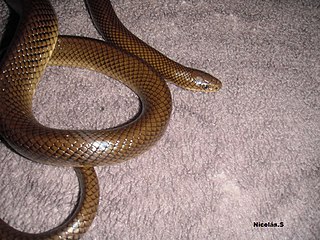 <i>Paraphimophis</i> Genus of snakes