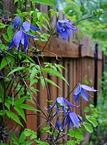 Миниатюра для Clematis 'Frankie'