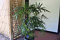 Lady Palm Rhapis excelsa