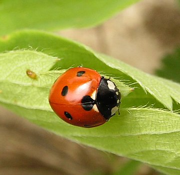 Coccinella septempunctata