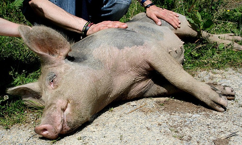 File:Cochon recueilli par le Refuge GroinGroin en train de se faire caresser - Photo de L214 - Éthique & animaux.jpg