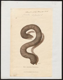 Coecilia tentaculata - 1700-1880 - Печать - Iconographia Zoologica - Амстердамский университет специальных коллекций - UBA01 IZ11400209.tif