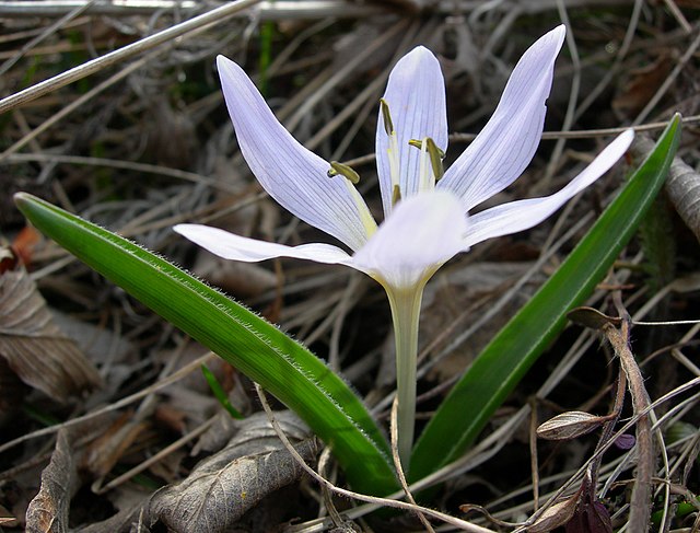 TÌNH YÊU CÂY CỎ ĐV 9 - Page 41 640px-Colchicum_hungaricum_Szarsomlyo