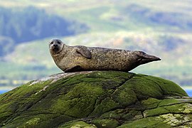 34th place Common seal Phoca vitulina Scotland