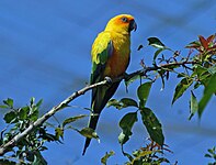 Conure, Sun Aratinga solstitialis