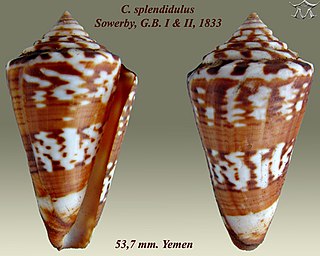 <i>Conus splendidulus</i> Species of sea snail