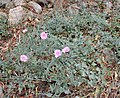 Convolvulus elegantissimus Wardija Ridge Malta