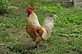 * Nomination Cock at AGF farm in Rhinau (Bas-Rhin, France). --Gzen92 04:47, 23 November 2020 (UTC) * Promotion  Support Good quality.--Agnes Monkelbaan 05:27, 23 November 2020 (UTC)