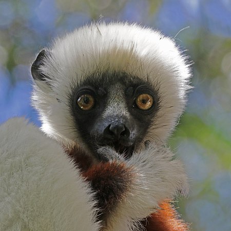 Coquerel's sifaka (Propithecus coquereli) juvenile head.jpg