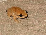 The common coquí is arguably the most recognizable species of Puerto Rico's fauna