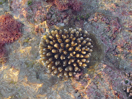 Coral in Avaiki Cave