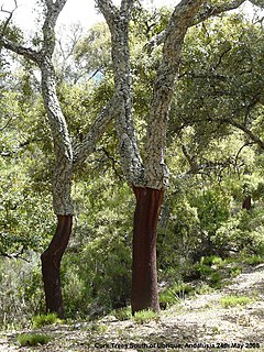 Cork Trees Ubrique.jpg