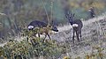 Being relatively hardy to browsing, (e. g. by roe deer) oaks (shrub in the corner) are generally able to establish under moderate grazing pressure, depending on the conditions.