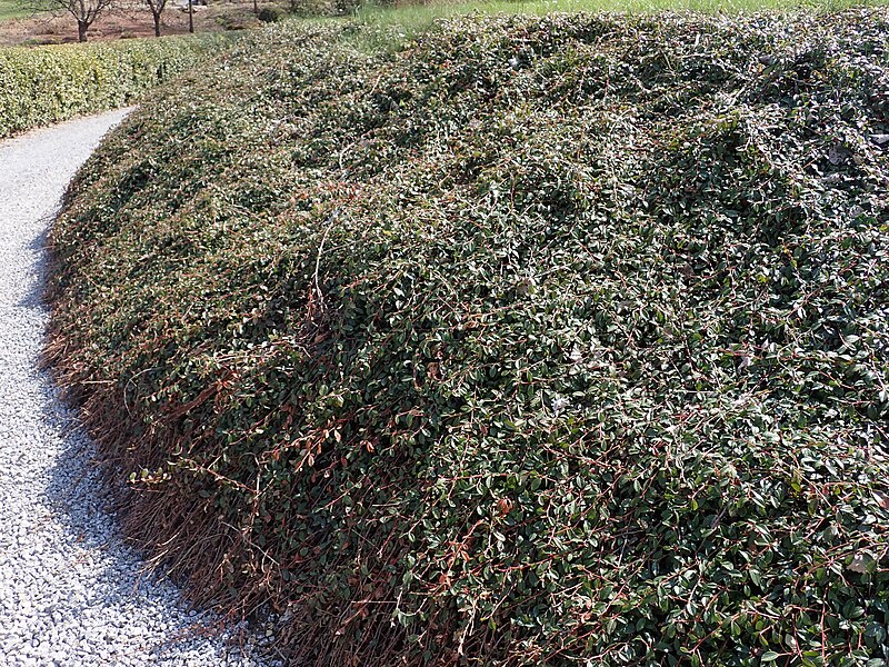 File:Cotoneaster dammeri var. radicans 2022-04-28 8099.jpg