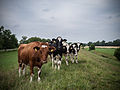 * Nomination Cows on an old obsolete sea dike --Uberprutser 18:36, 31 July 2013 (UTC) * Decline  Comment Vignetting, too much sky IMO--Lmbuga 19:19, 31 July 2013 (UTC) Per Lmbuga. Mattbuck 20:49, 6 August 2013 (UTC)