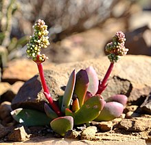 Plante Crassula clavata.jpg