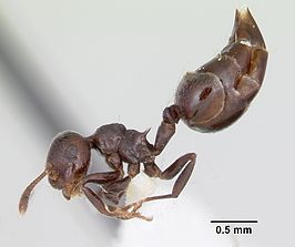 Crematogaster distans