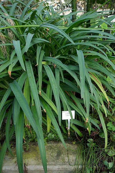 File:Crinum natans-Jardin botanique Jean-Marie Pelt (1).jpg