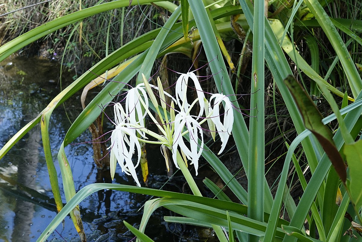 File:Crinum viviparum 1247.jpg - Wikimedia Commons.