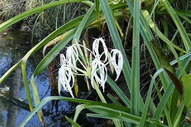 TÌNH YÊU CÂY CỎ ĐV.3 - Page 52 640px-Crinum_viviparum_1247