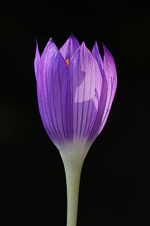 Crocus autranii.jpg