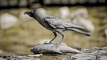 Crow eating and slobbering on dead fish.jpg