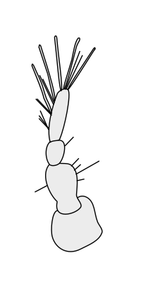 Thumbnail for File:Crustacean antenna - Isopoda Austroarcturus africanus 1st-antenna.svg