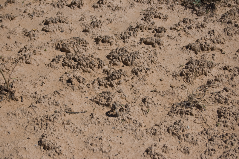 File:Cryptobiotic soil crust in Natural Bridges National Monument near Sipapu 20100906 - number 2.png