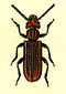 Cucujus haematodes.jpg