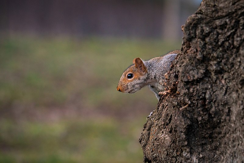 File:Curious Squirrel Checking Me Out From the Safety of its Tree (46970806352).jpg