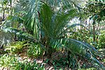 Miniatura para Cycas edentata