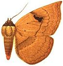 Cyligramma joa.JPG