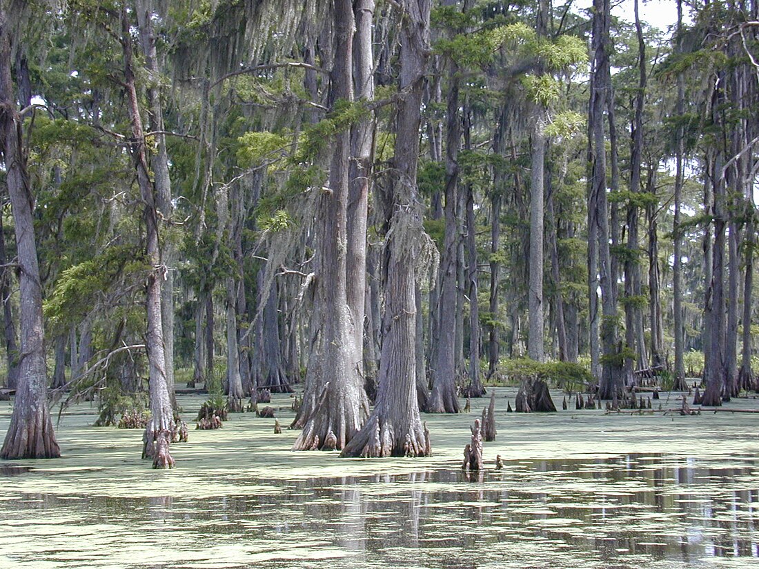 Forêt mixte du sud-est des États-Unis