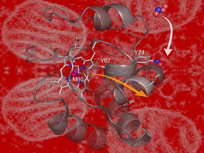 File:Cytochrome c nitration by peroxynitrite.jpg